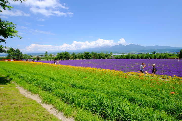 Furano Flower Fields